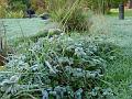 2007-1023_0850_0,7_C_Frosted_Weeds